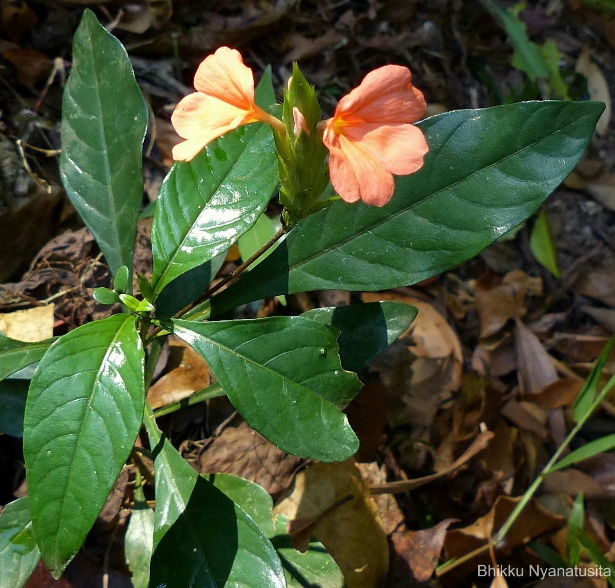 Crossandra infundibuliformis subsp. arida L.H.Cramer